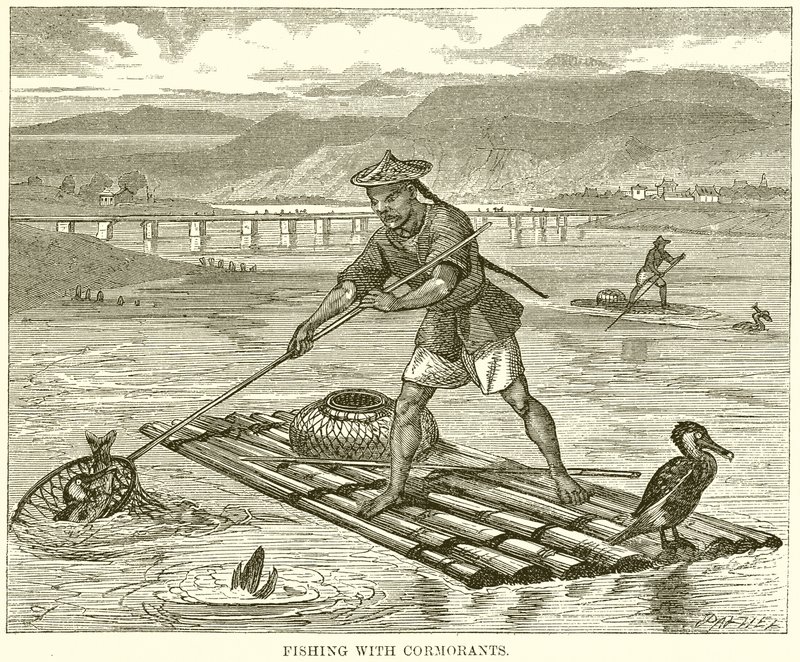 Pêche avec des cormorans - English School