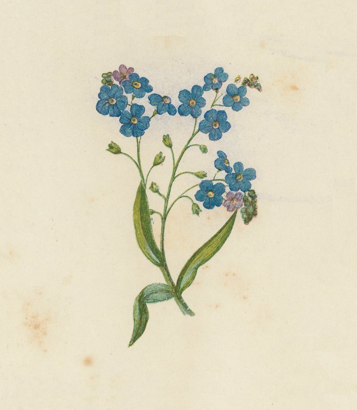 Myosotis Palustris (Ne m