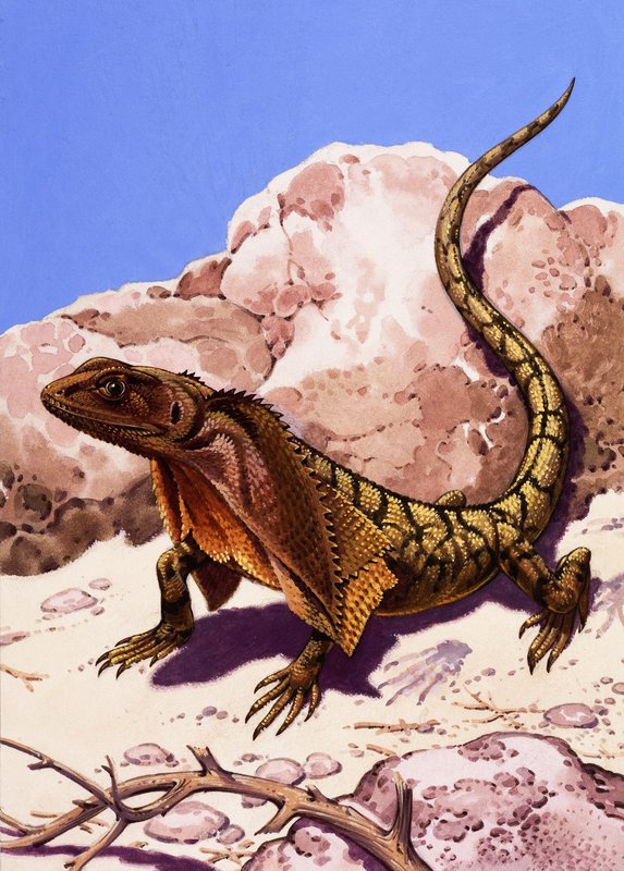 Lézard à collerette - English School