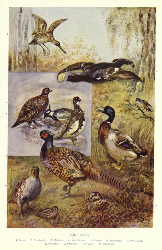 Oiseaux de gibier - English School
