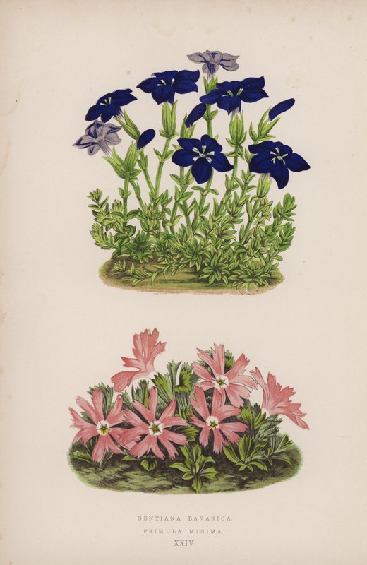 Gentiane de Bavière ; Primevère Minima (lithographie en couleur) - English School