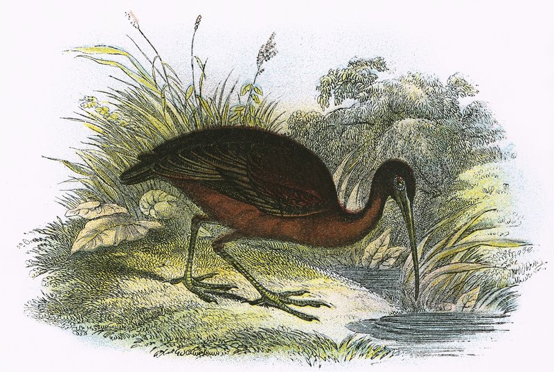 Ibis brillant - English School