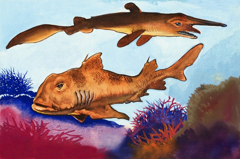 Requin-gobelin et Requin de Port Jackson - English School
