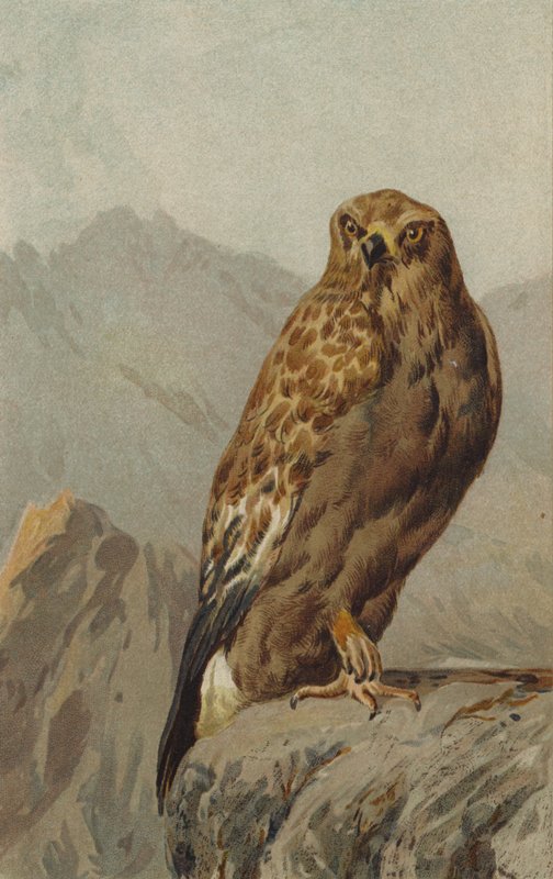 Aigle royal - English School