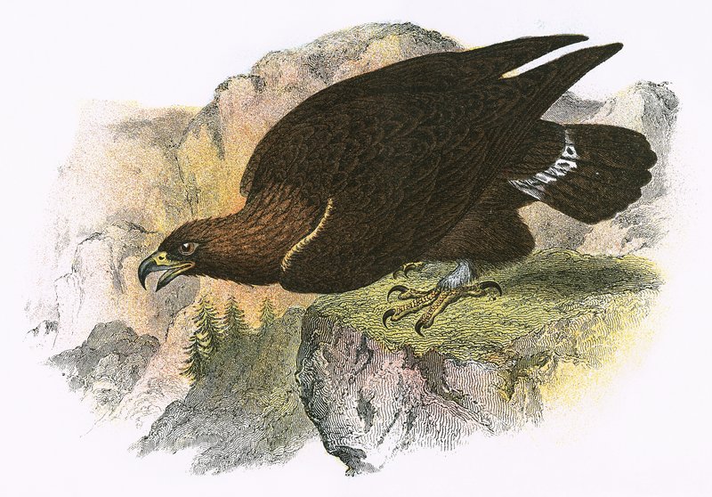 Aigle royal - English School