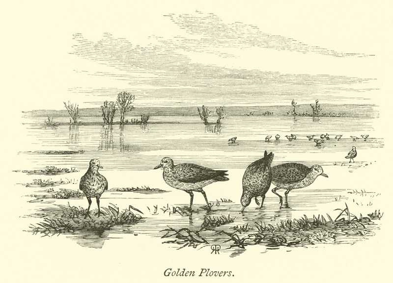 Pluviers dorés - English School