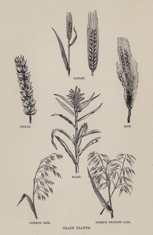 Plantes céréalières (lithographie) - English School