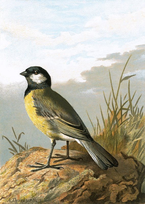 Mésange charbonnière - English School