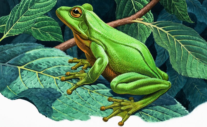 Grande grenouille verte - English School
