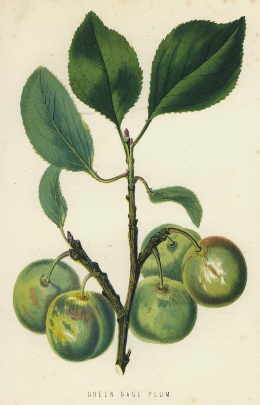 Prune Reine-Claude - English School