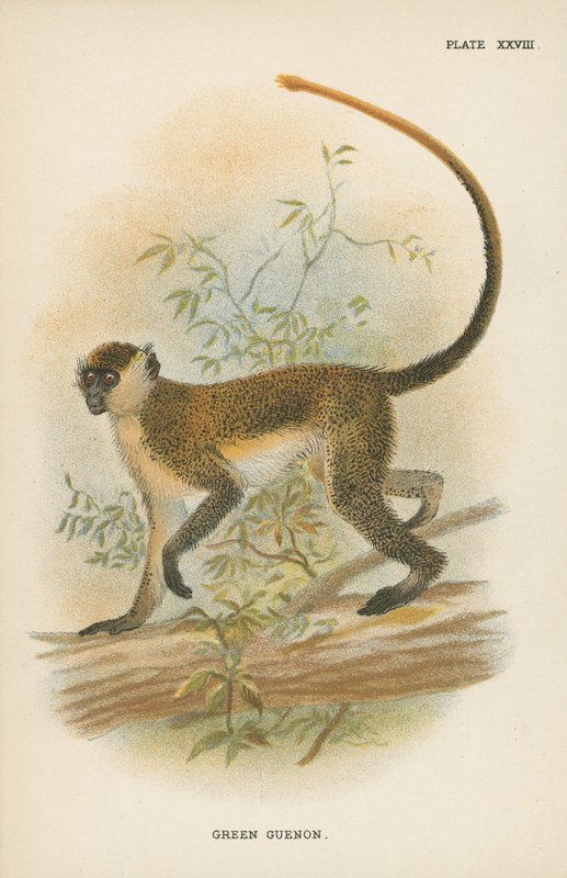 Guenon verte - English School