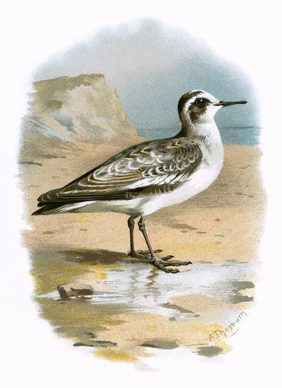 Phalarope gris - English School