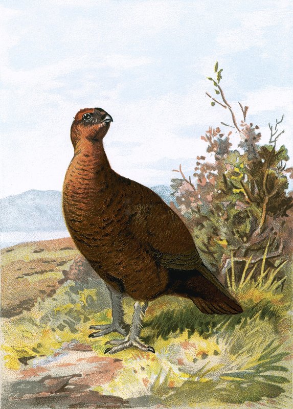 Grouse - English School