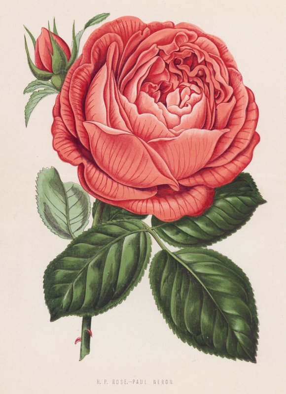H P Rose, Paul Neron - English School