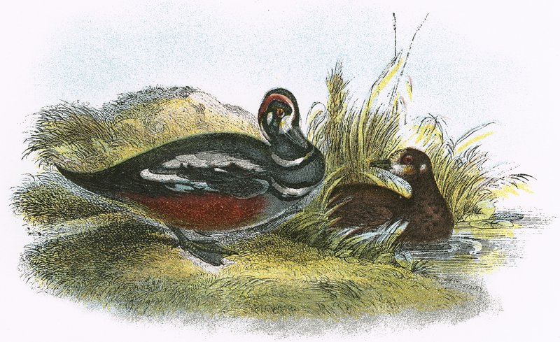Canard arlequin - English School