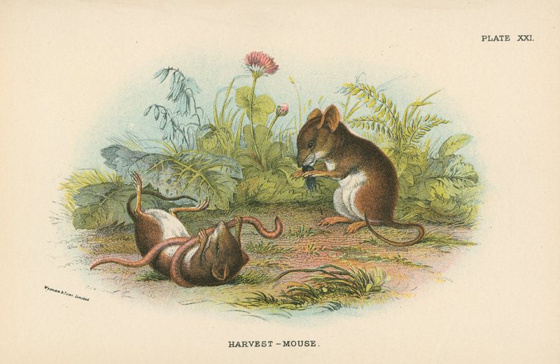 Souris des moissons - English School