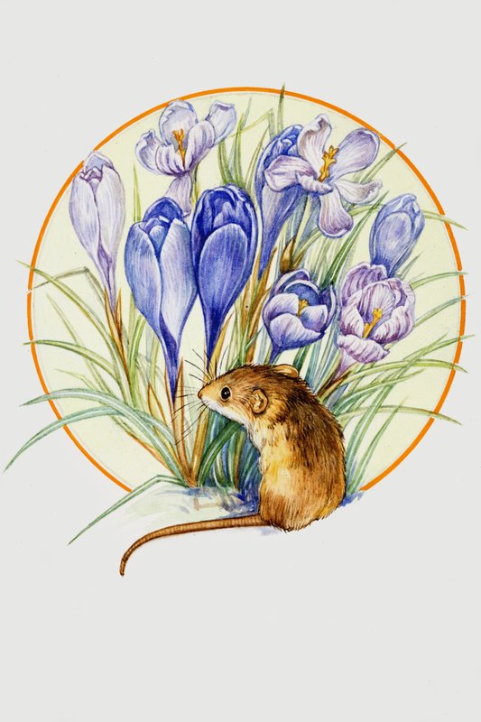 Souris des moissons et crocus - English School