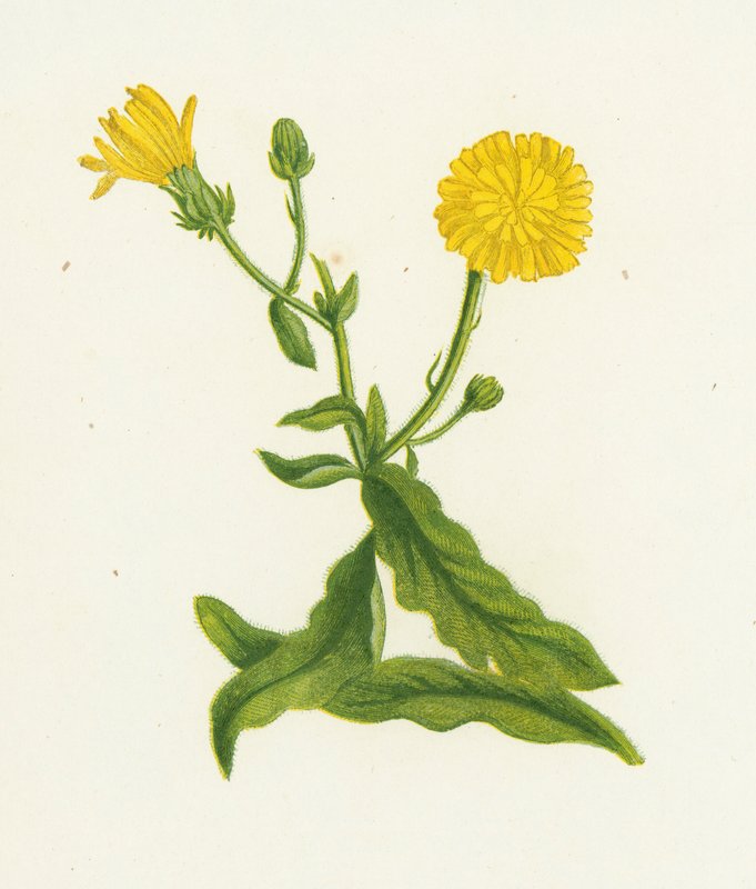 Picride fausse épervière, Picris Hieracioides - English School