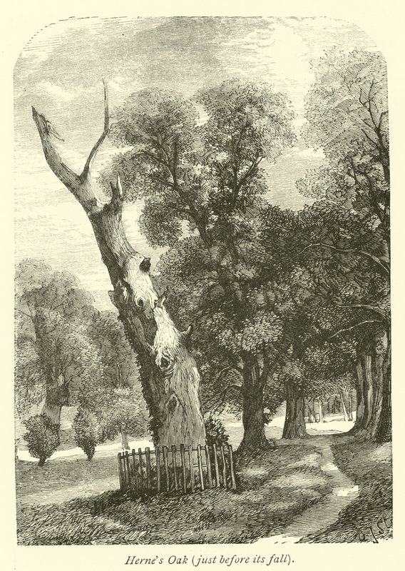 Chêne de Herne, juste avant sa chute - English School