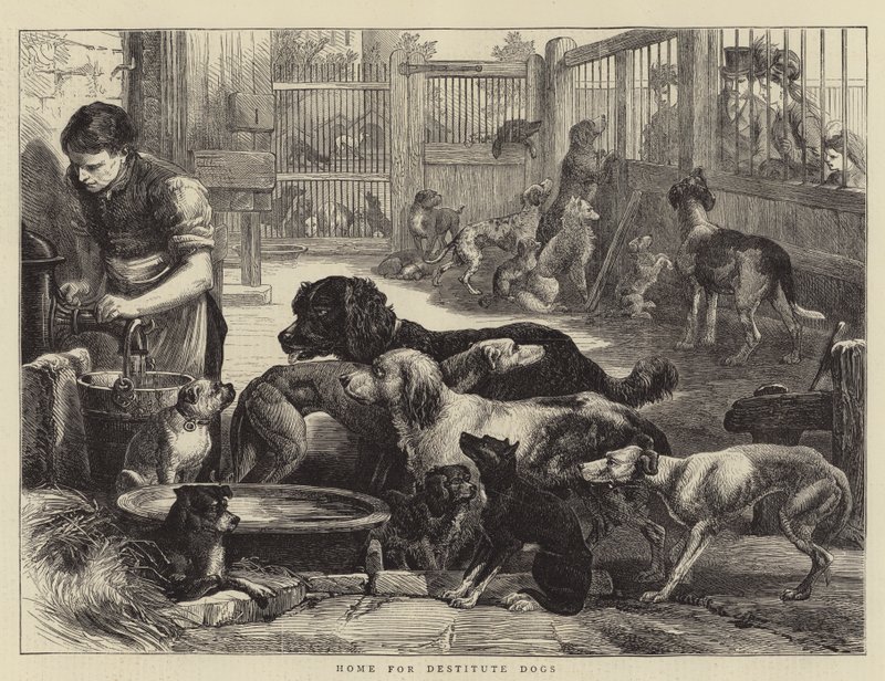 Refuge pour chiens démunis - English School