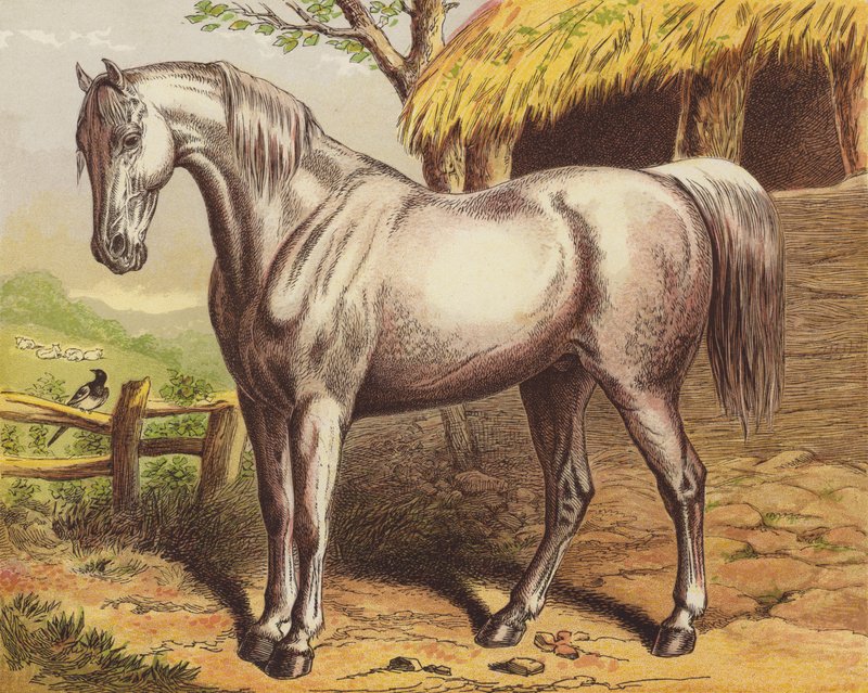 Cheval - English School