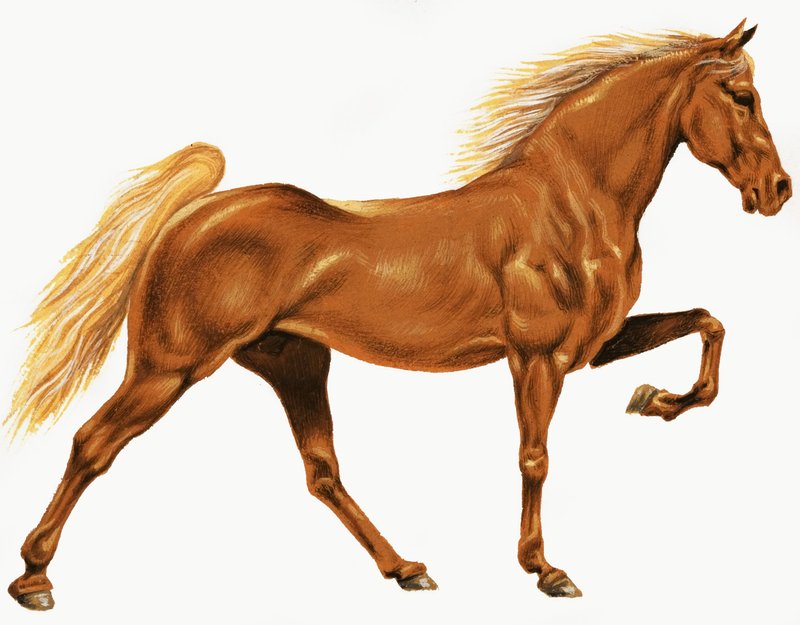 Cheval - English School