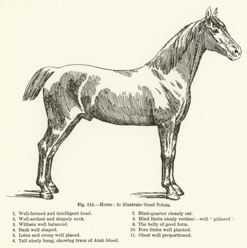 Cheval, pour illustrer les bons points - English School