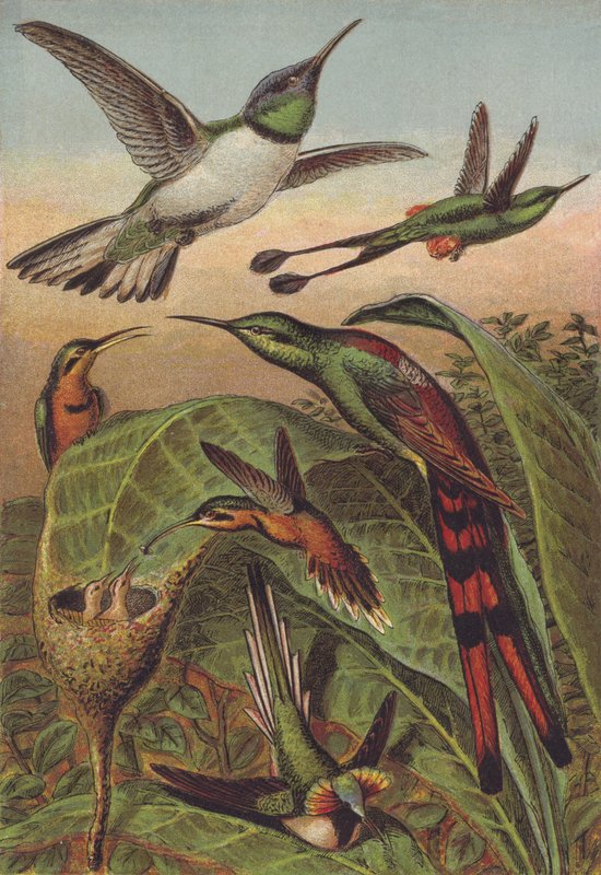 Colibris - English School