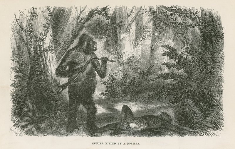 Chasseur tué par un gorille - English School