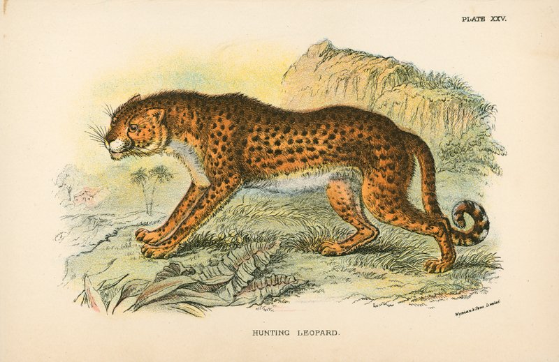 Chasse au léopard - English School