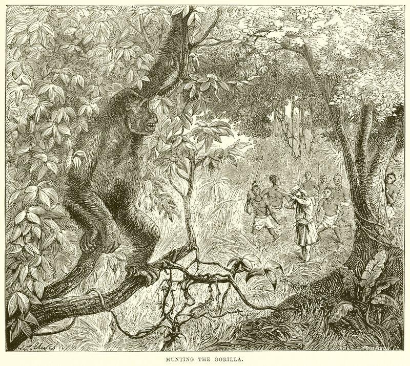 Chasse au gorille - English School