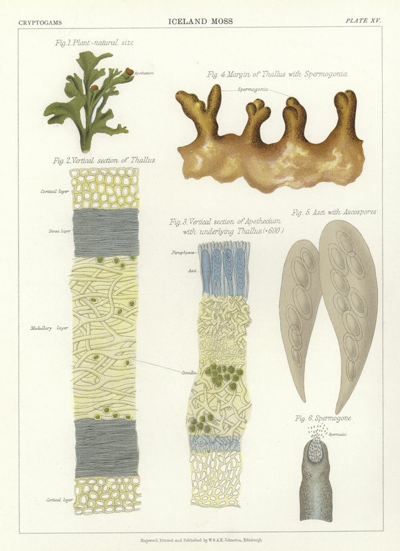 Lichen d
