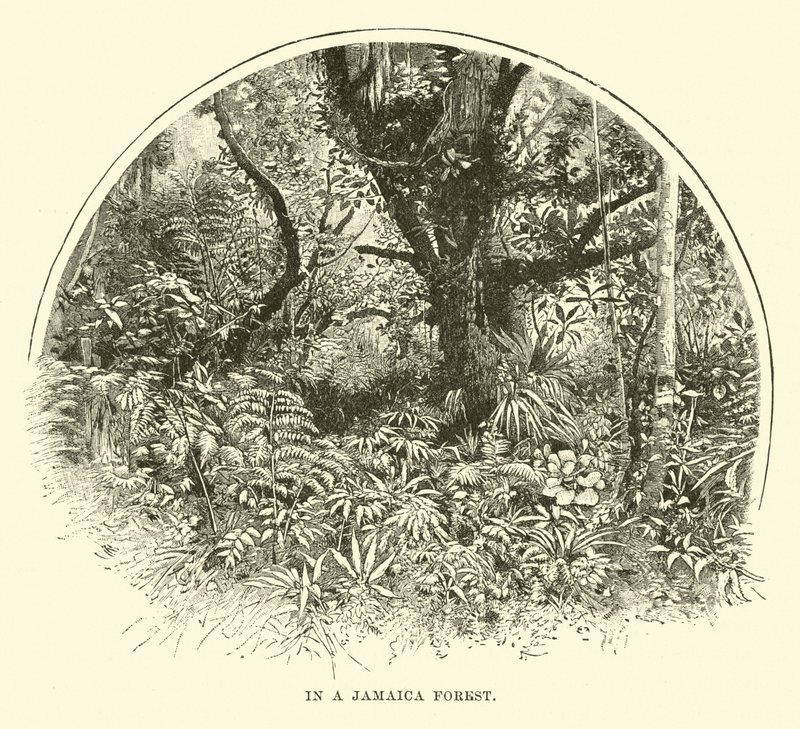 Dans une forêt jamaïcaine - English School