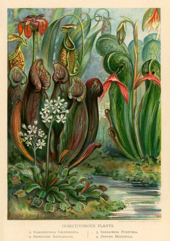 Plantes insectivores - English School