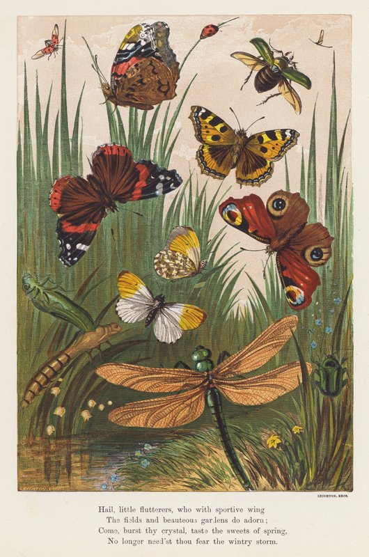 Insectes - English School