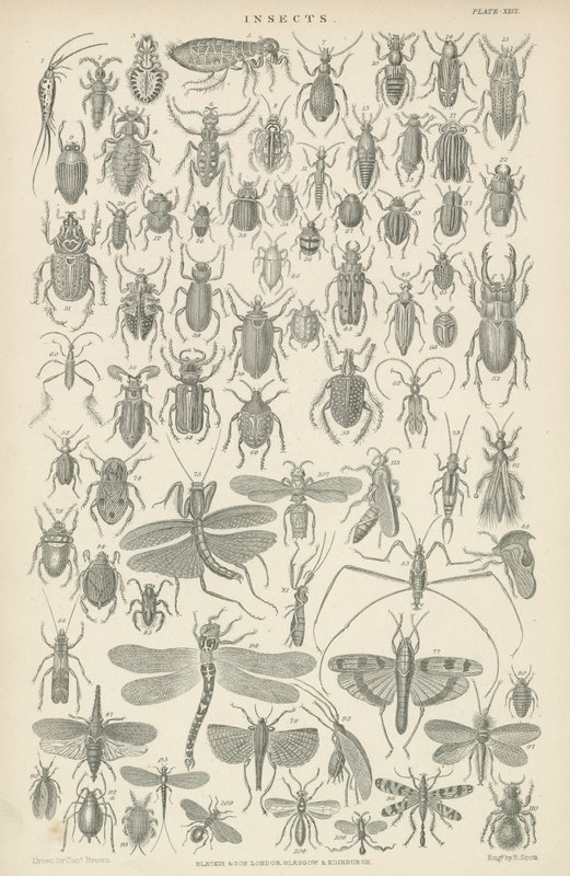 Insectes - English School