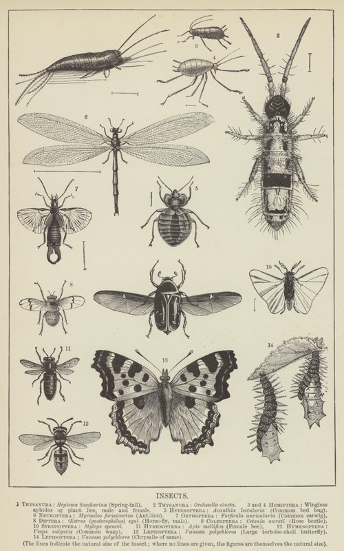 Insectes (gravure) - English School