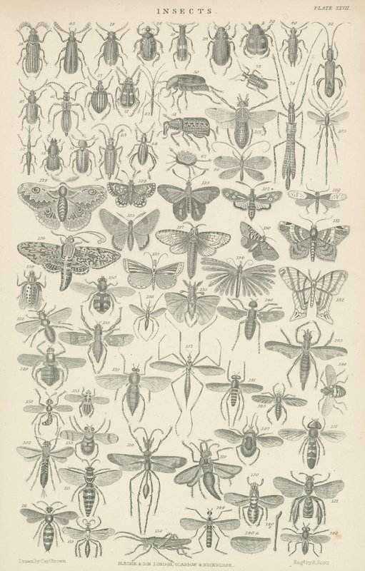 Insectes (gravure) - English School