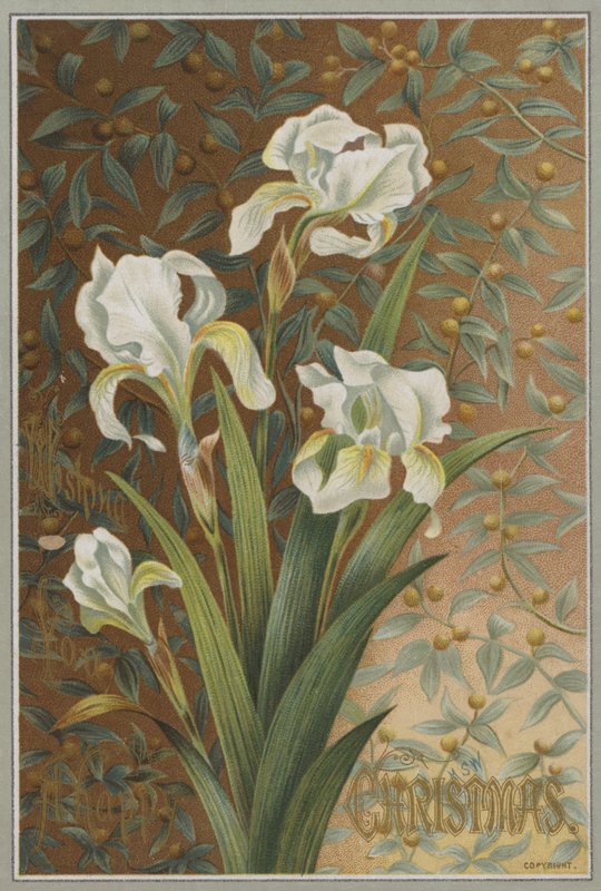 Iris - English School
