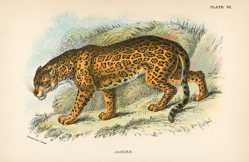 Jaguar - English School