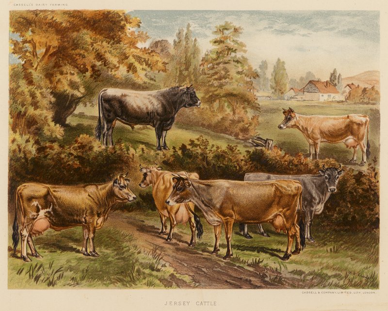 Bétail Jersey - English School