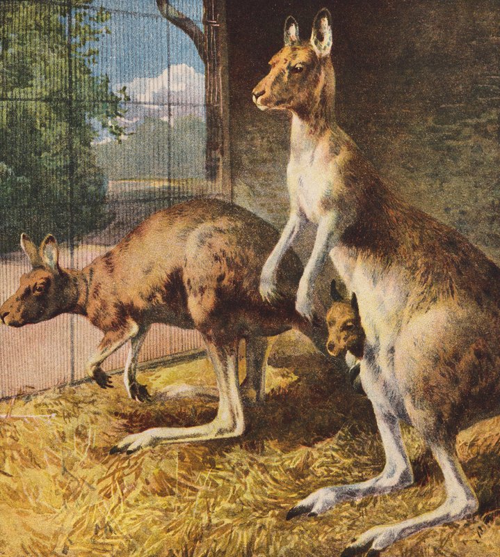 Kangourous - English School