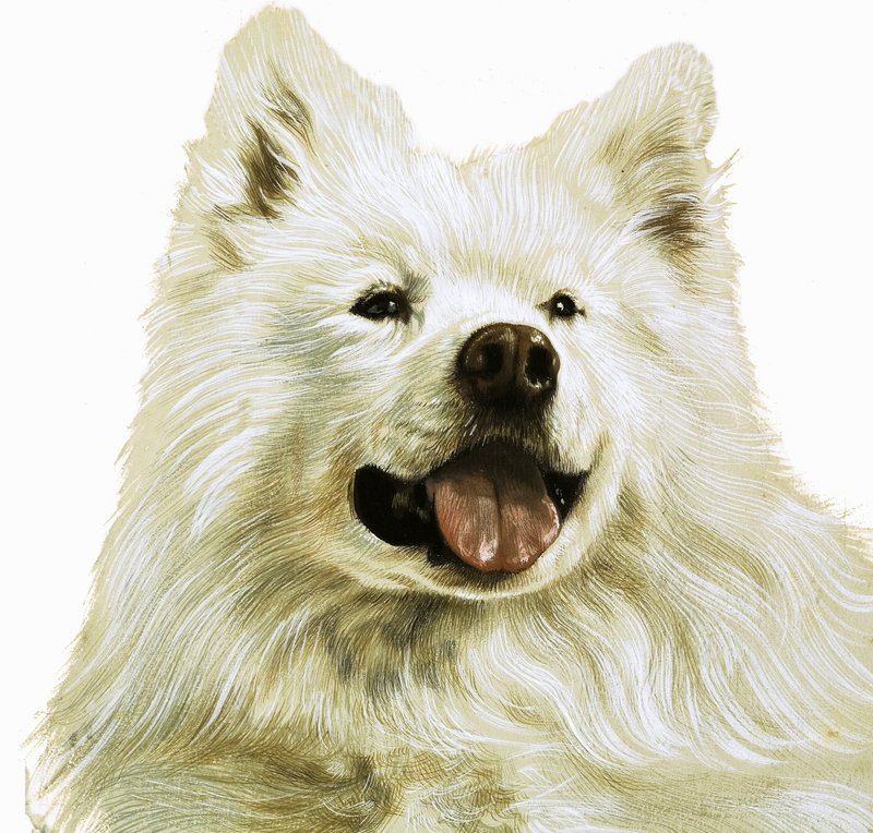 Keeshond - English School
