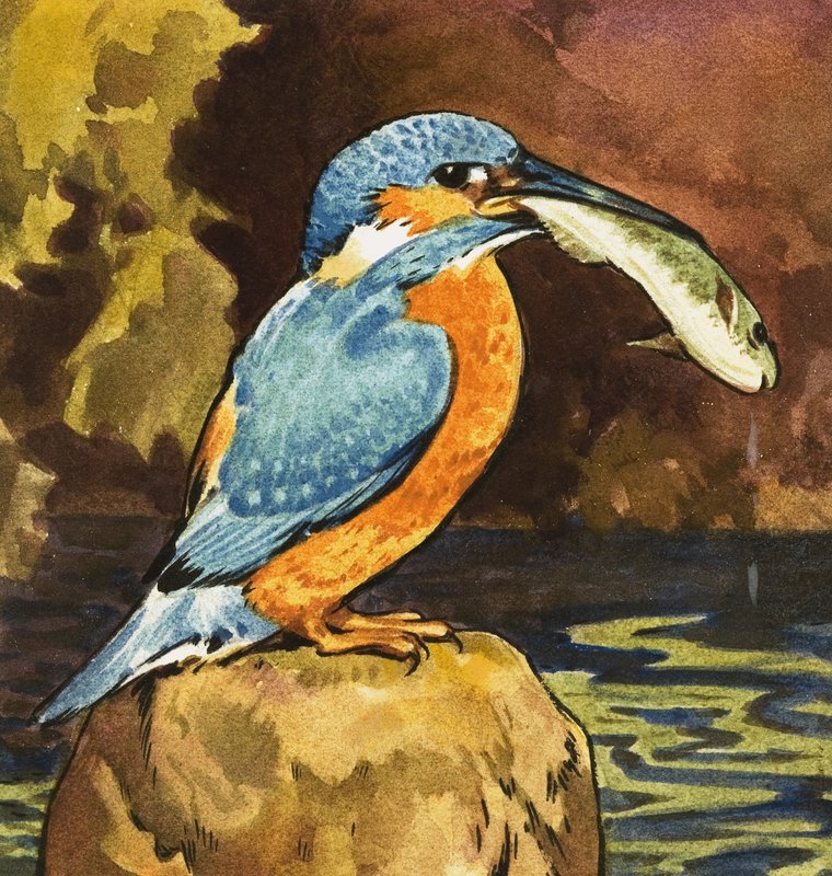 Martin-pêcheur avec poisson - English School