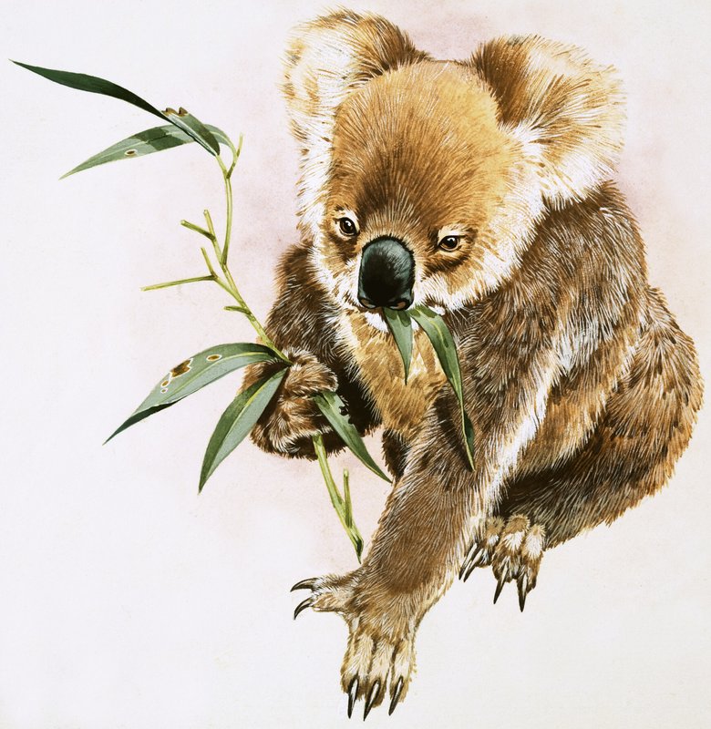 Koala - English School