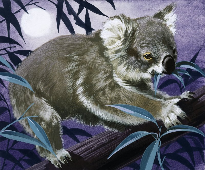 Koala dans un eucalyptus - English School