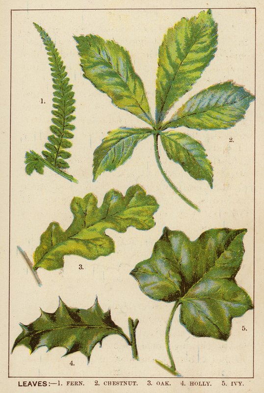 Feuilles - English School