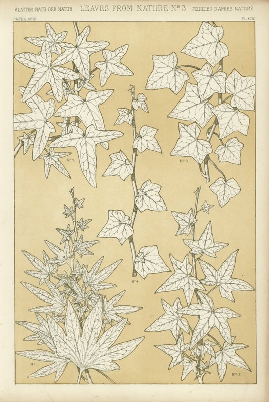 Feuilles de la nature - English School