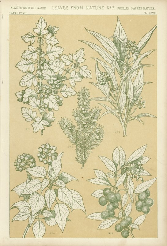 Feuilles de la nature - English School