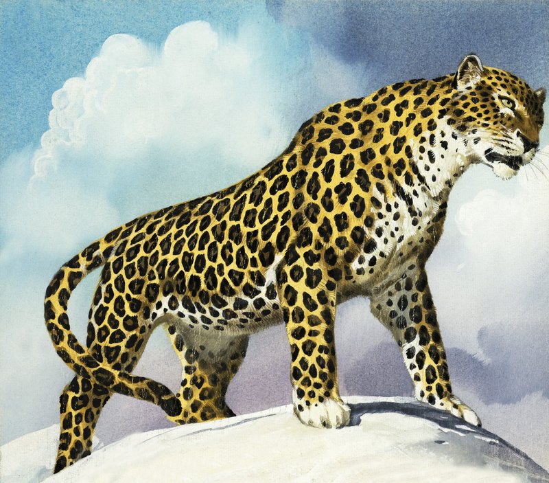 Léopard dans la neige - English School